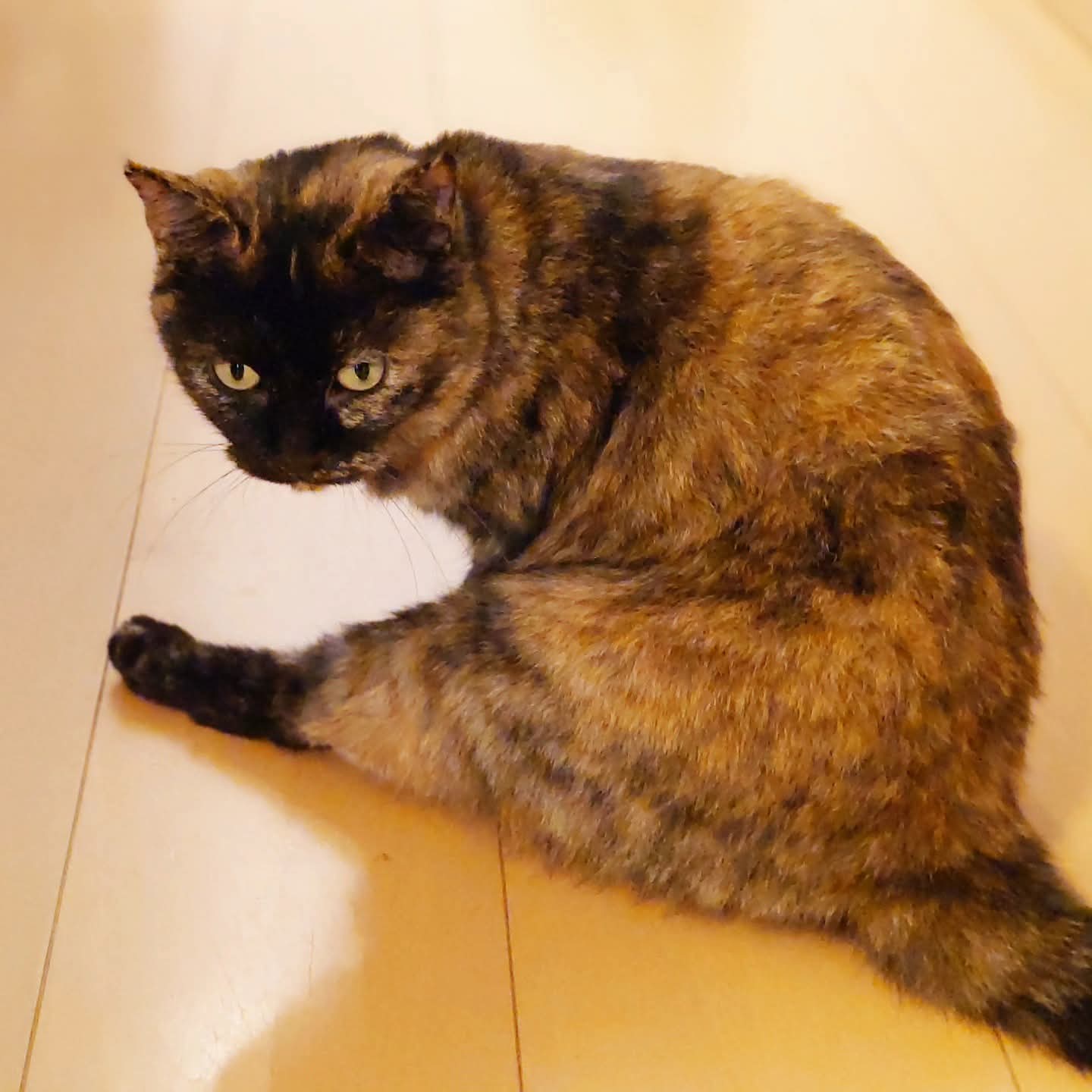 猫が好き 楽天市場】敬老の日 猫好き プレゼント 外国人 お土産 日本 喜ぶ