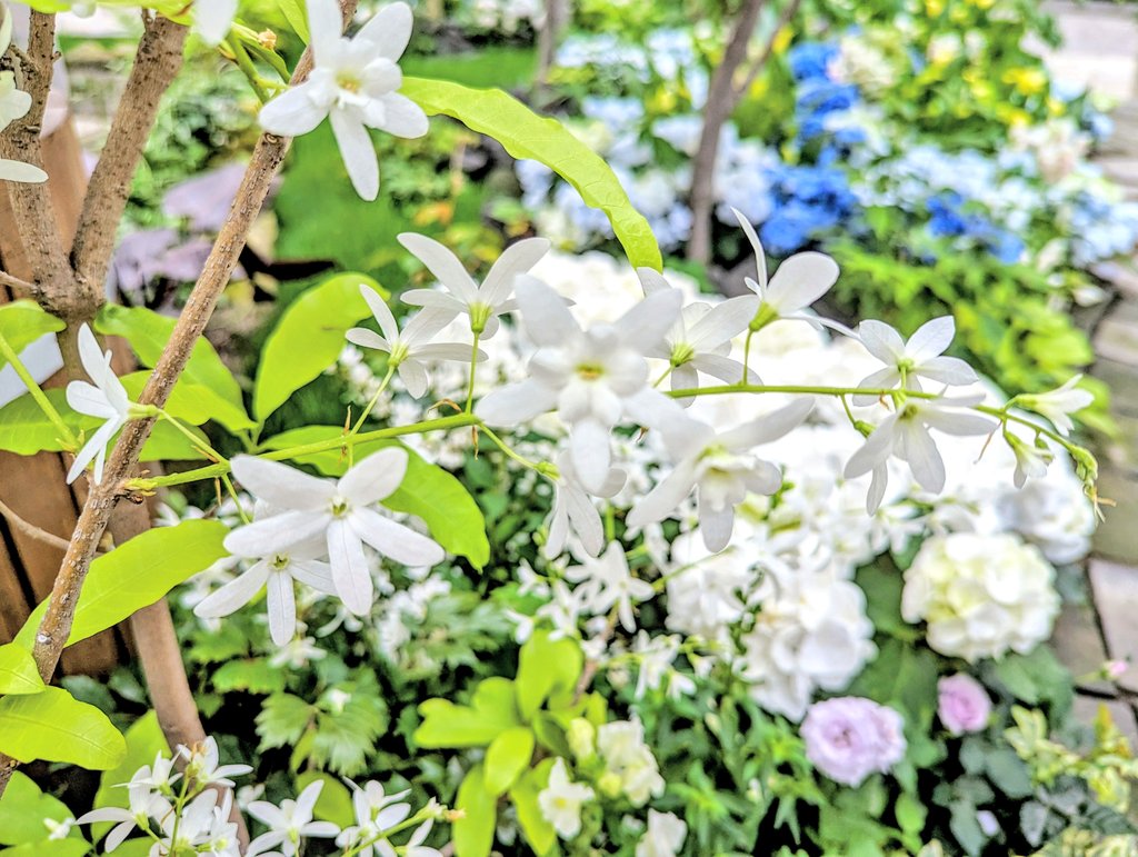 *

薄明により
木々が朝日より少し早く目覚める

夜の風が朝の風に変わり
今日という初めての日が始まる

感じていますか
生命の息吹を
自然の  この星の  そして
今日を生きれるあなたの命を

人は争い
自然の尊さを忘れます
それでも星は人を包む

見てください

この世界は美しい

*

#ﾏﾕﾘ