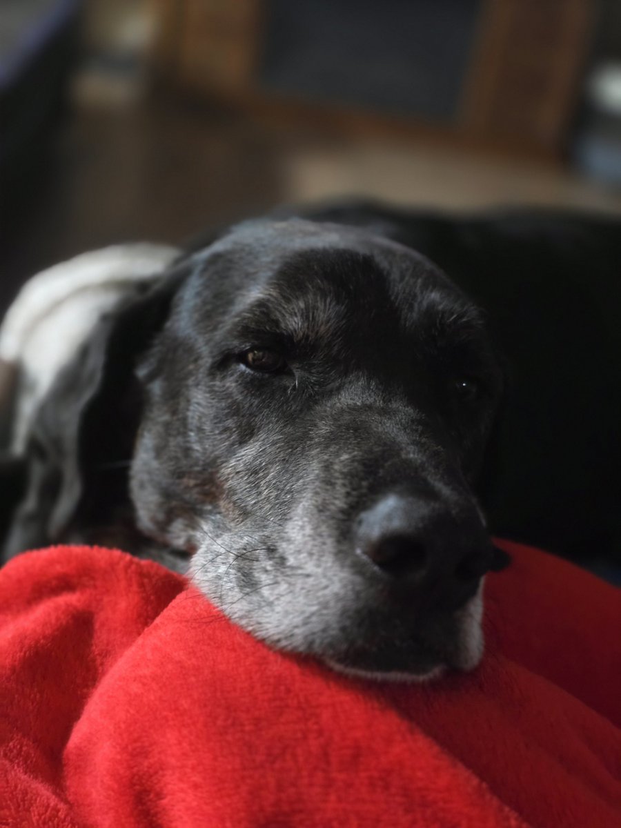 He wanted to get in my lap, I said no. We compromised....he's in my lap 🤣 #poorgiantgordo