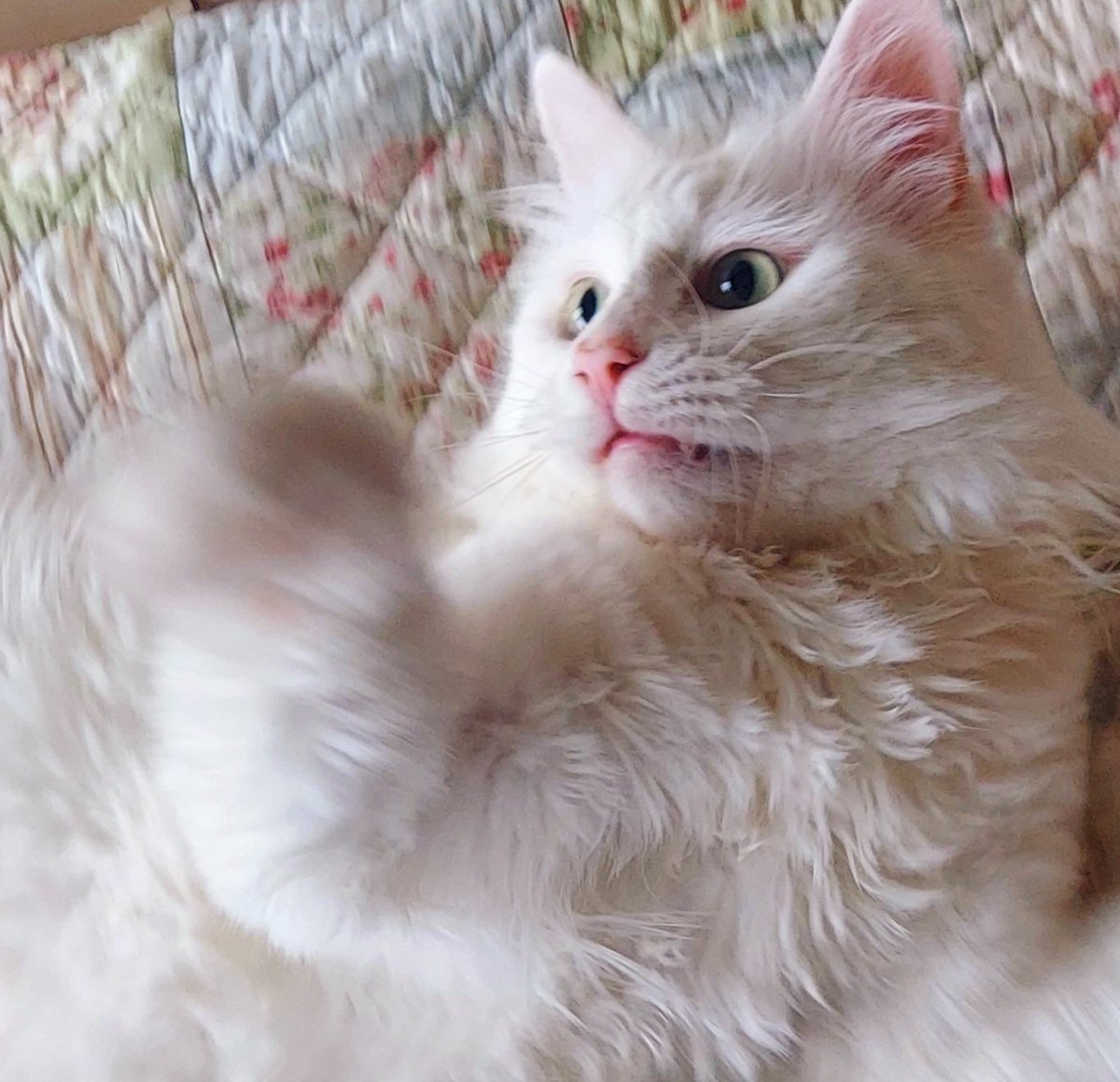 モーニング🌄です

さてと
　今日は振替にて
　　　お休みとなります
白猫くんも少しはしゃいでる

#猫