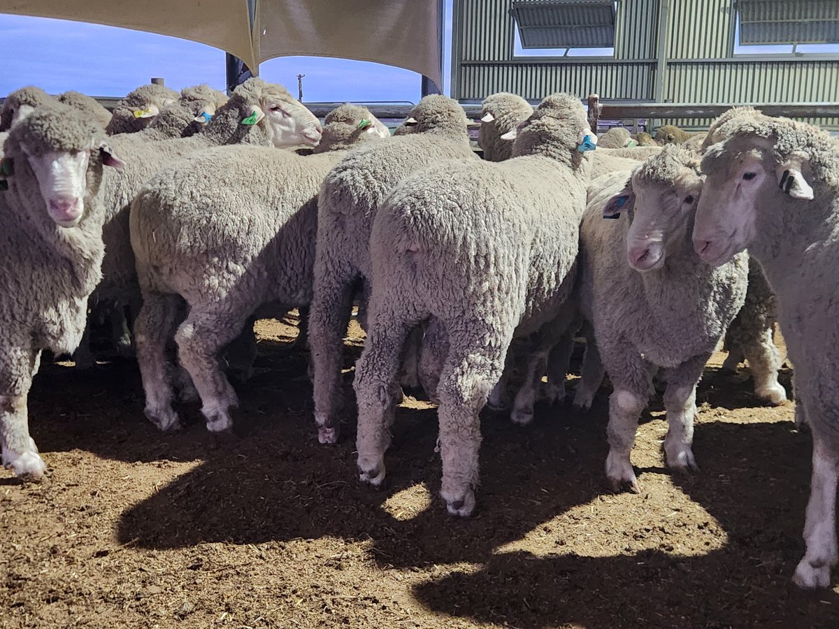 A few boys off to display at classings classic ,they  have had a couple of restful days in Adelaide #obrienmerino