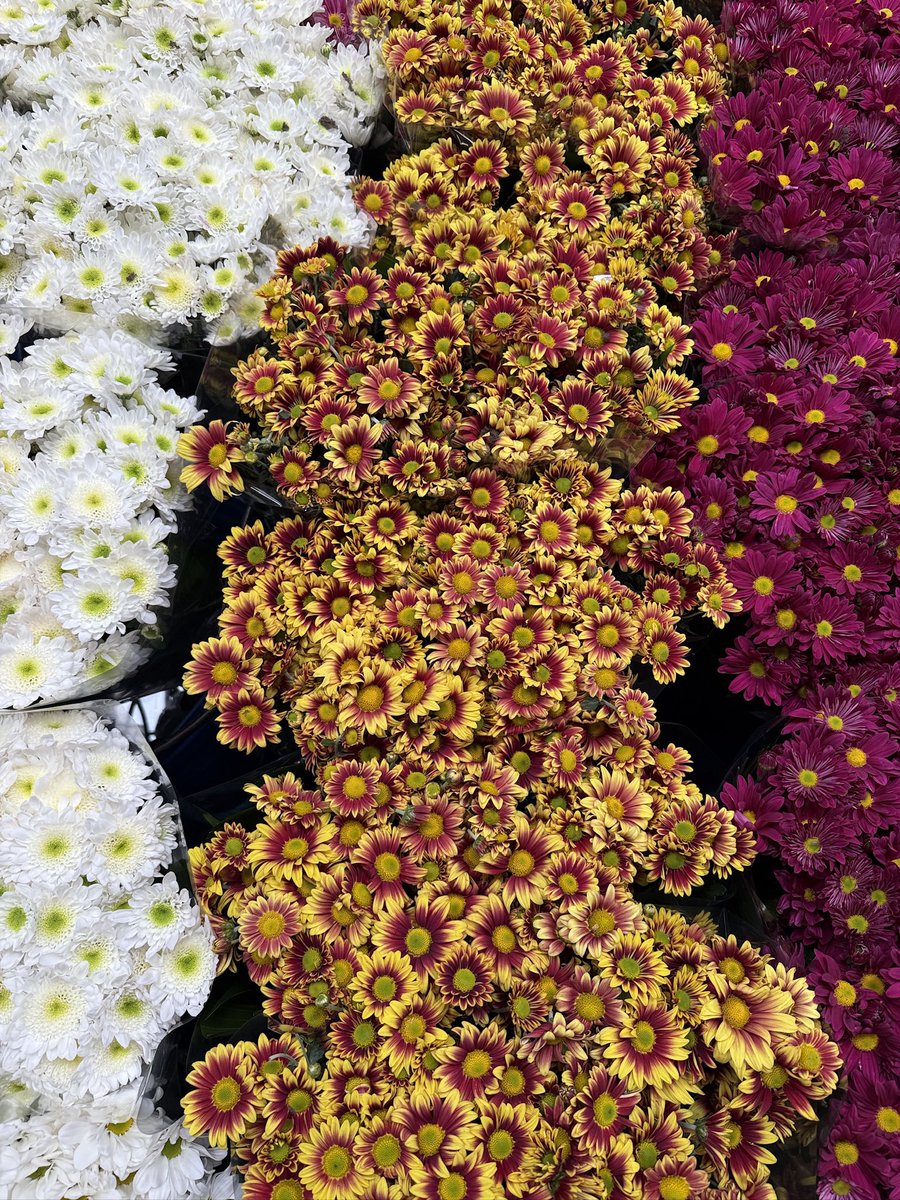 El domingo pasado fuimos a Cuemanco por plantas, hoy fuimos al mercado de Jamaica por flores, en fin, domingos  chingones.