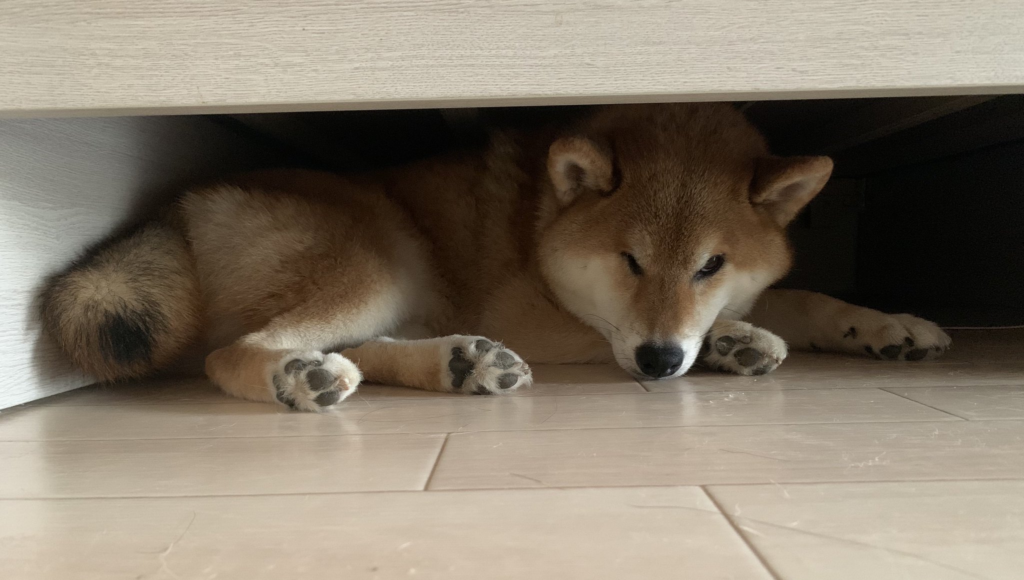 柴犬くぅ助 on X: 