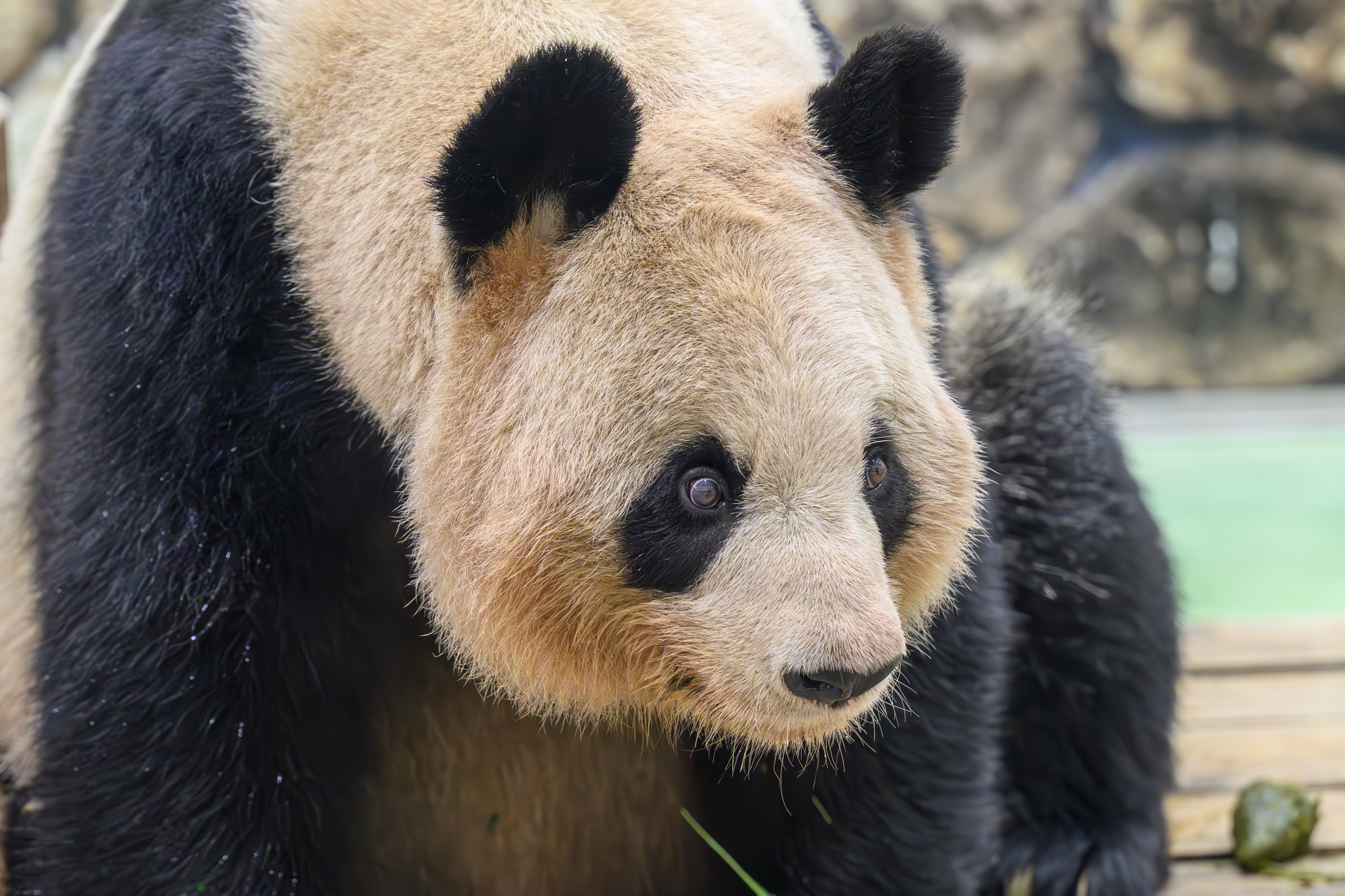 パンダマンページ パンダマンページ ぱんだまんち (@pandamanchi) / X