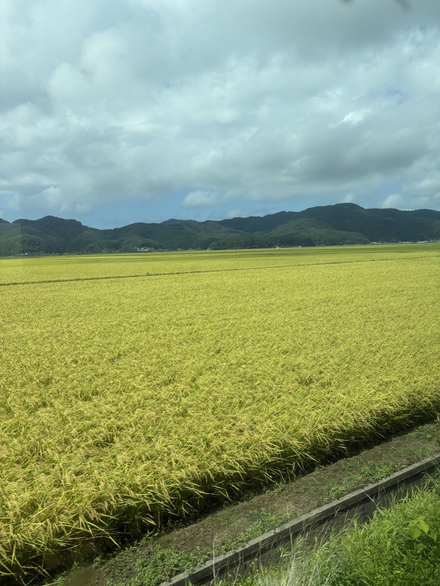 おはようございます☀

お盆休みに祖父母が暮らす山形へ帰省しました🏃‍♂️

もうすぐ新米になる稲穂の景色は何度見ても圧巻の一言🌾
７月時点ではまだ緑色でしたが
あと少しで綺麗な黄金色になりそう✨

みなさまもどうぞ笑顔でご安全に🦺

#企業公式相互フォロー