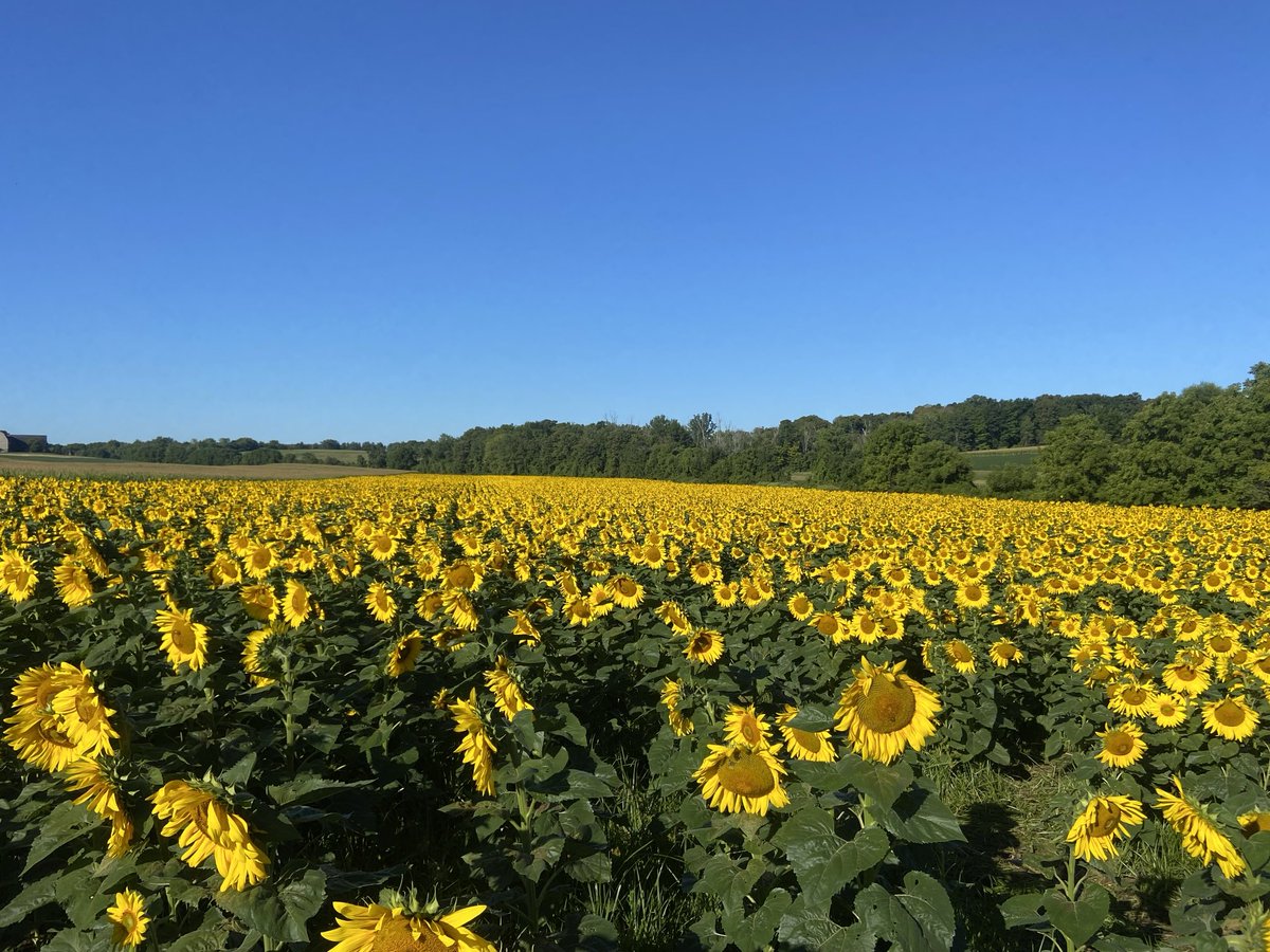 Mark Rowe tweet media