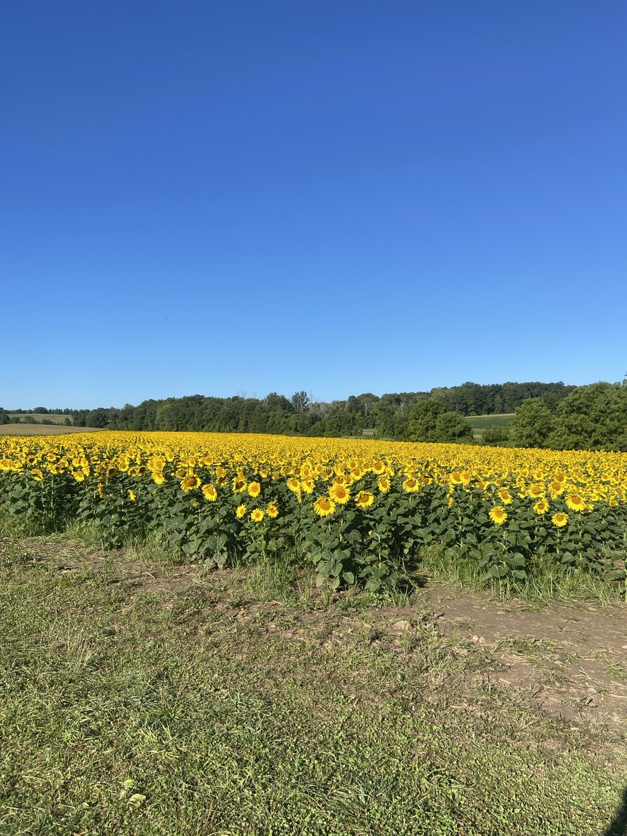 Mark Rowe tweet media