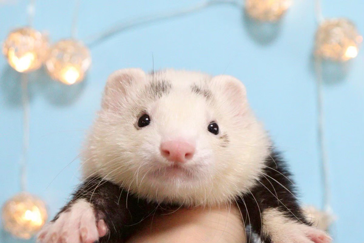 🍀滝川家のBoys🍀
←まぶたん　こむたん→
←かぶたん　まろたん→

2025年9月
#つイタチ