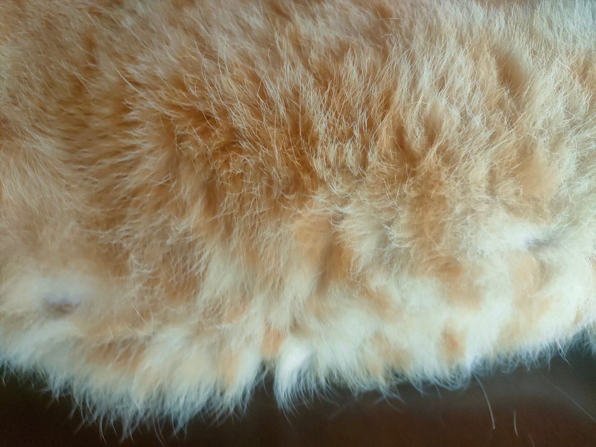 ねこです。通してください。
