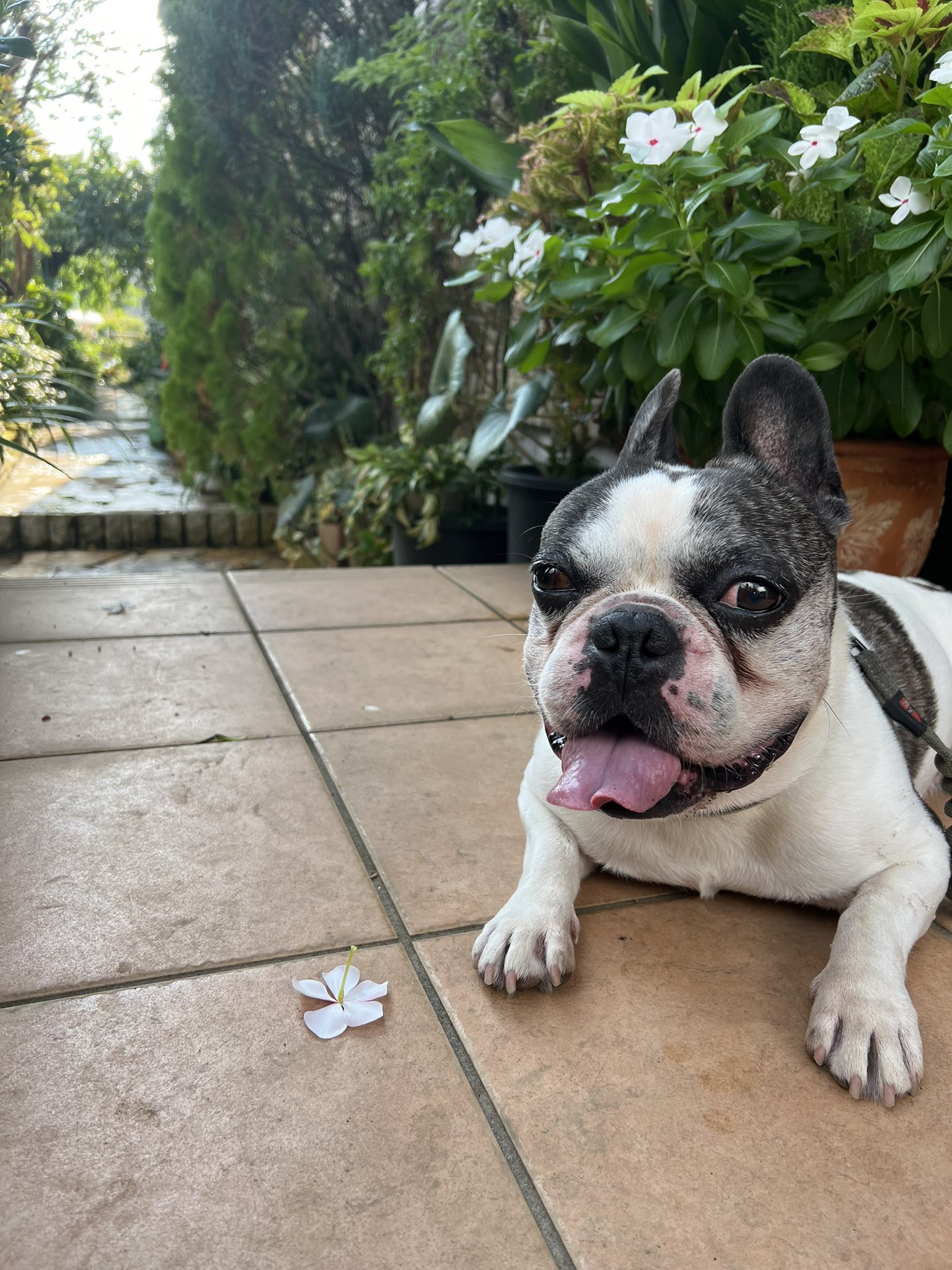 フレブルちゃん fureburu_chouchou (@frenchbulldog_chouchou) • Instagram