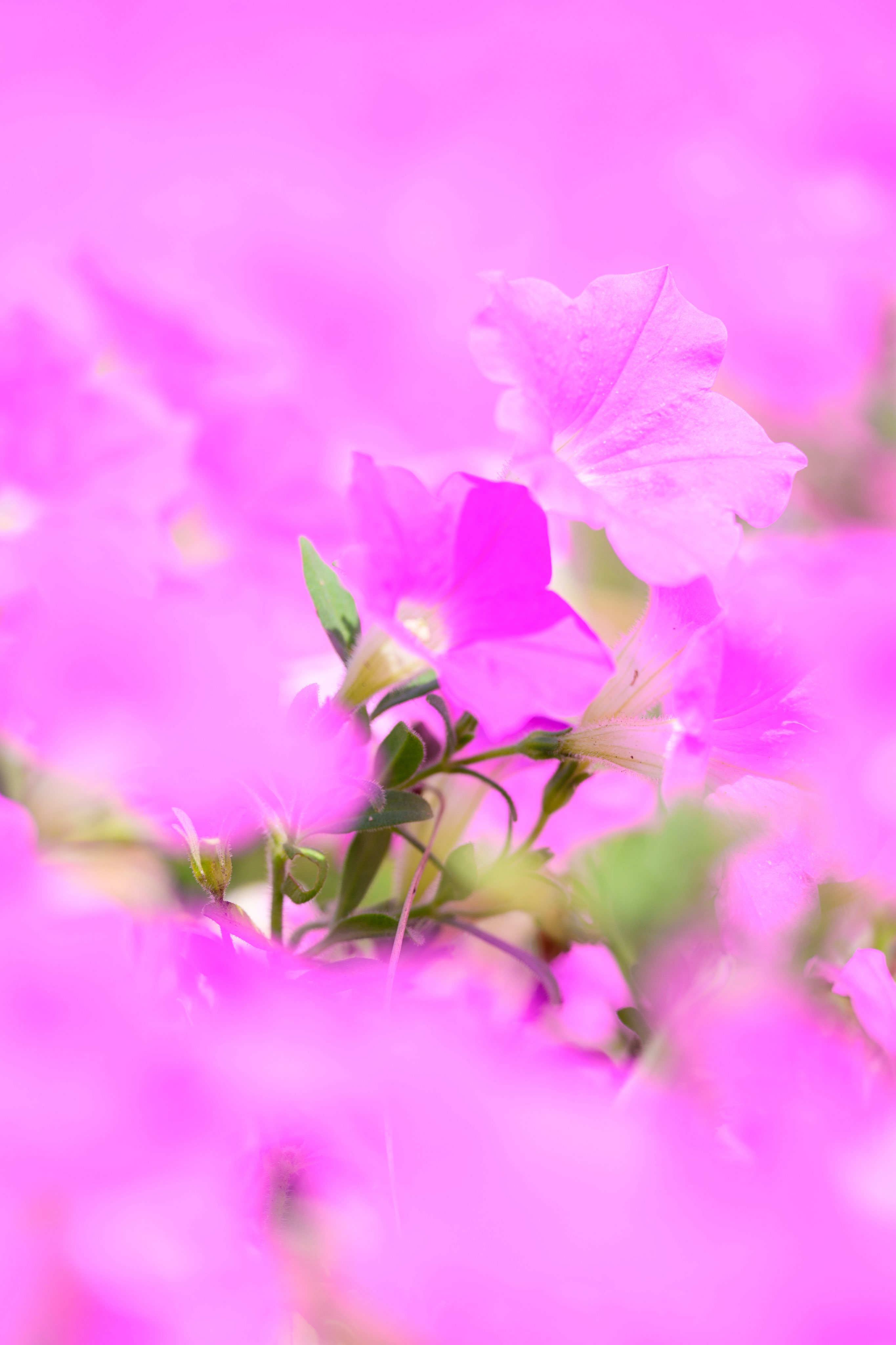 LENSおじさん on X: 