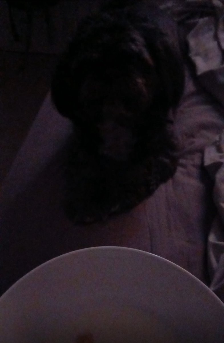 tcumminsap's tweet image. Just does what he wants now. Teasing sitting on the edge before curling up dead centre so I CAN’T MOVE #wanker not even allowed on the bed.

He likes cartoons but is watching deadline day on SSN tomorrow. That’ll teach him.