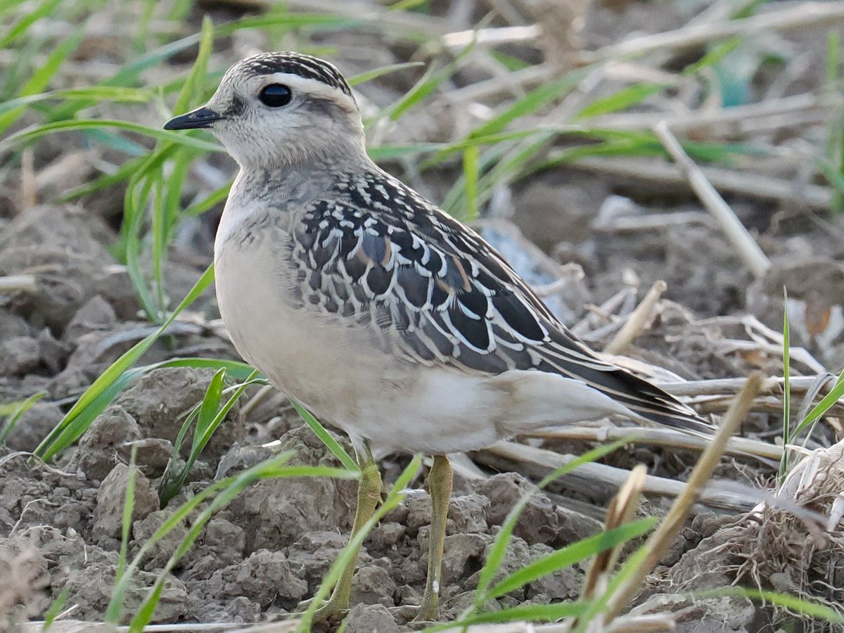 Rob Rackliffe (@robrackliffe) on Twitter photo One of the three confiding Dotterel at St Margaret’s Kent over the weekend! A great find by Phil Chantler. Very nice to see them in the evening light. With <a href="/a1virginia/">Virginia Fairchild</a> One of the three confiding Dotterel at St Margaret’s Kent over the weekend! A great find by Phil Chantler. Very nice to see them in the evening light. With <a href="/a1virginia/">Virginia Fairchild</a>