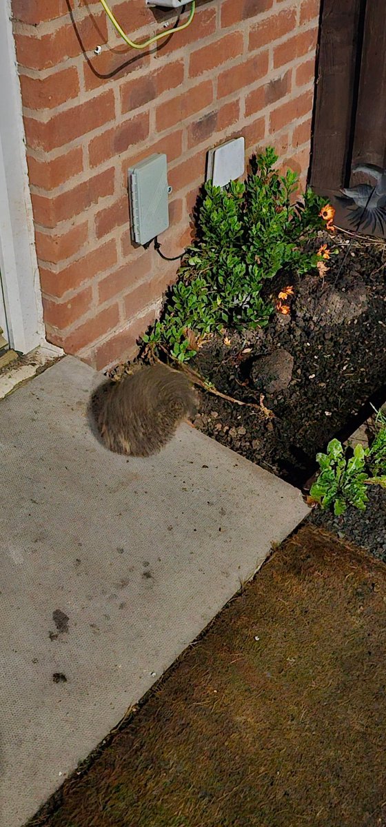 Good evening, Sonic 🦔🤫