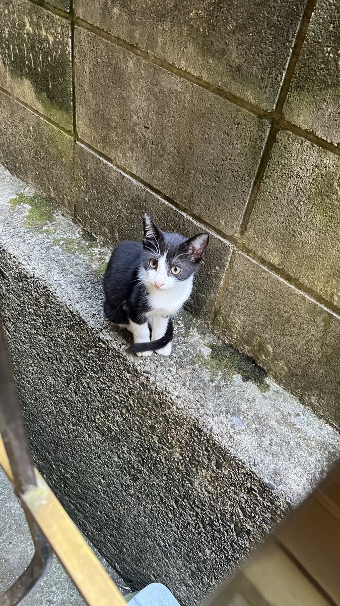 我が家のアイドルと野良猫たち