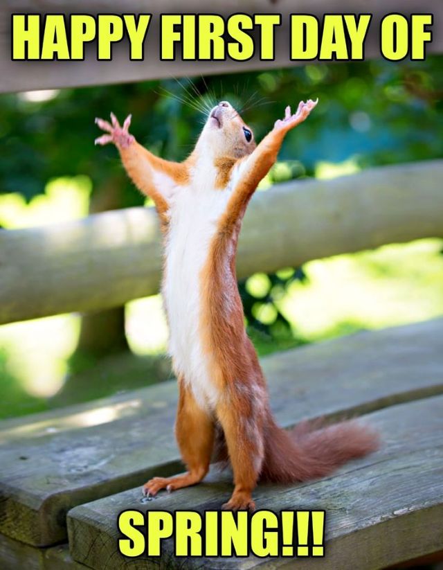 Rinnovate's tweet image. (っ◔◡◔)っ ♥ Happy first day of SPRING ♥

🤞for warmer days ahead
🤞for no magpie swooping injuries

#springishere #magpieswoopingseason