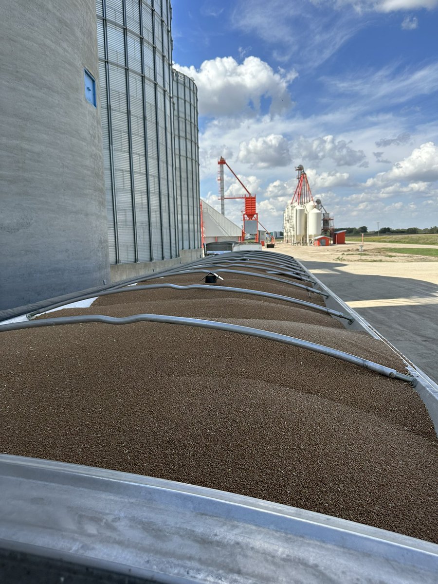 66 lb Red Spring Wheat off the 3 mile long yard field. 👍 <a href="/syngentacanada/">Syngenta Canada</a> there is a Miravis commercial in here somewhere.