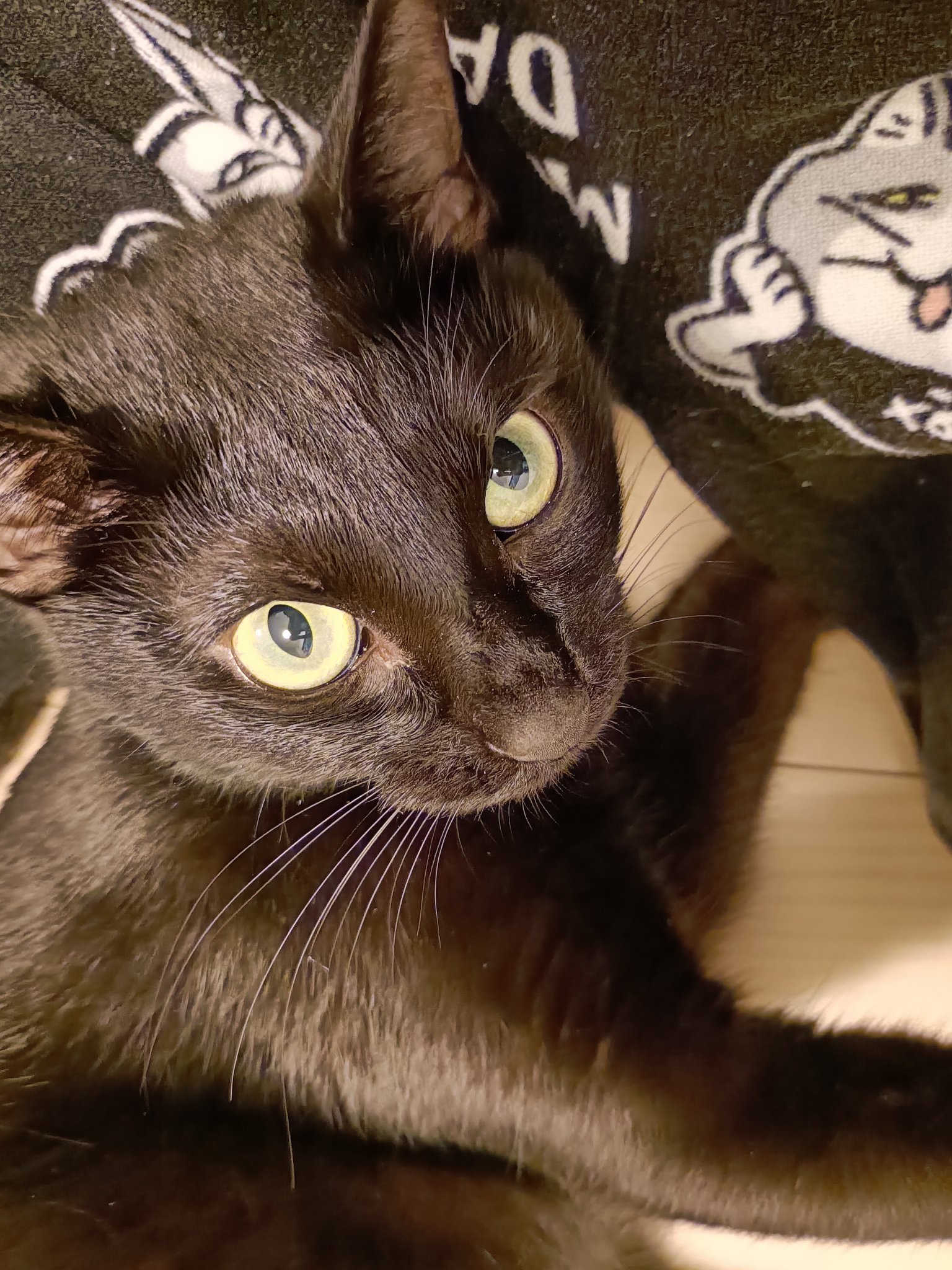 ネコ 様 3月もよろしくお願いしにゃす🐈‍⬛🐾 #カレンダー#ジュウハン