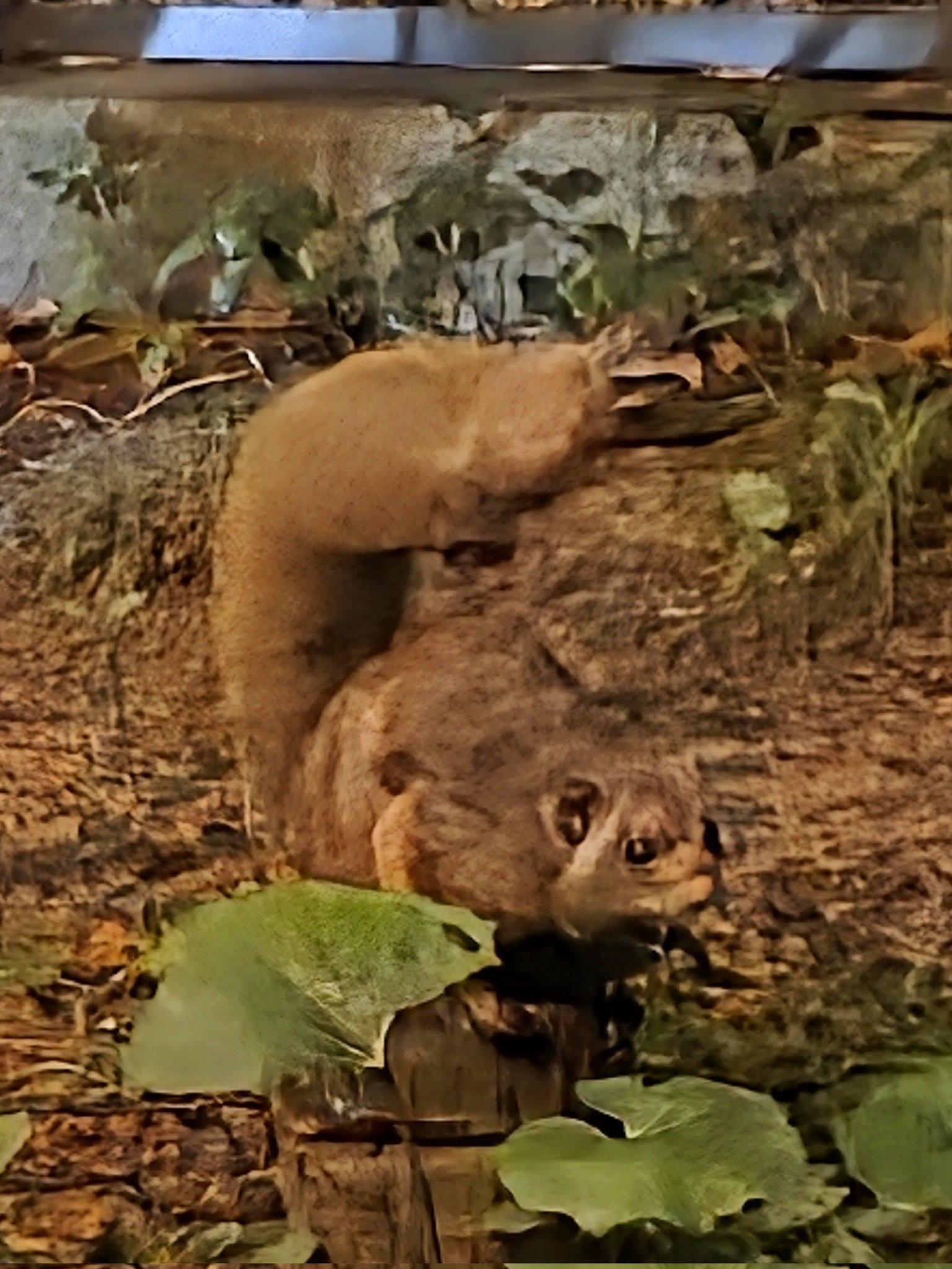 森の中の動物園 仙台市太白区】夏休みの終わりは夜の動物園特別開放「ナイトズー