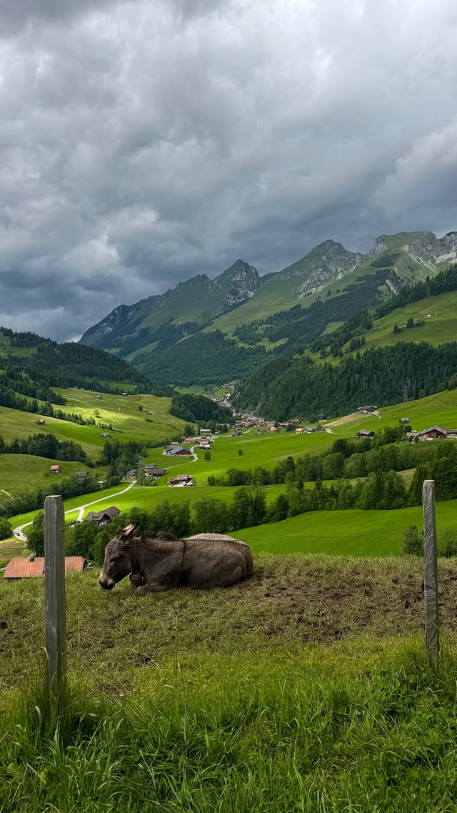 J_Scar_lett's tweet photo. A serene moment captured in a breathtaking Alpine valley during my visit to the Swiss Alps on May 7. A lone cow rests peacefully, gazing over lush green hills and towering mountains under a dramatic sky. Nature at its finest. #AlpineViews #NatureLovers #TravelMemories https://t.co/ZEf67BS3Tq