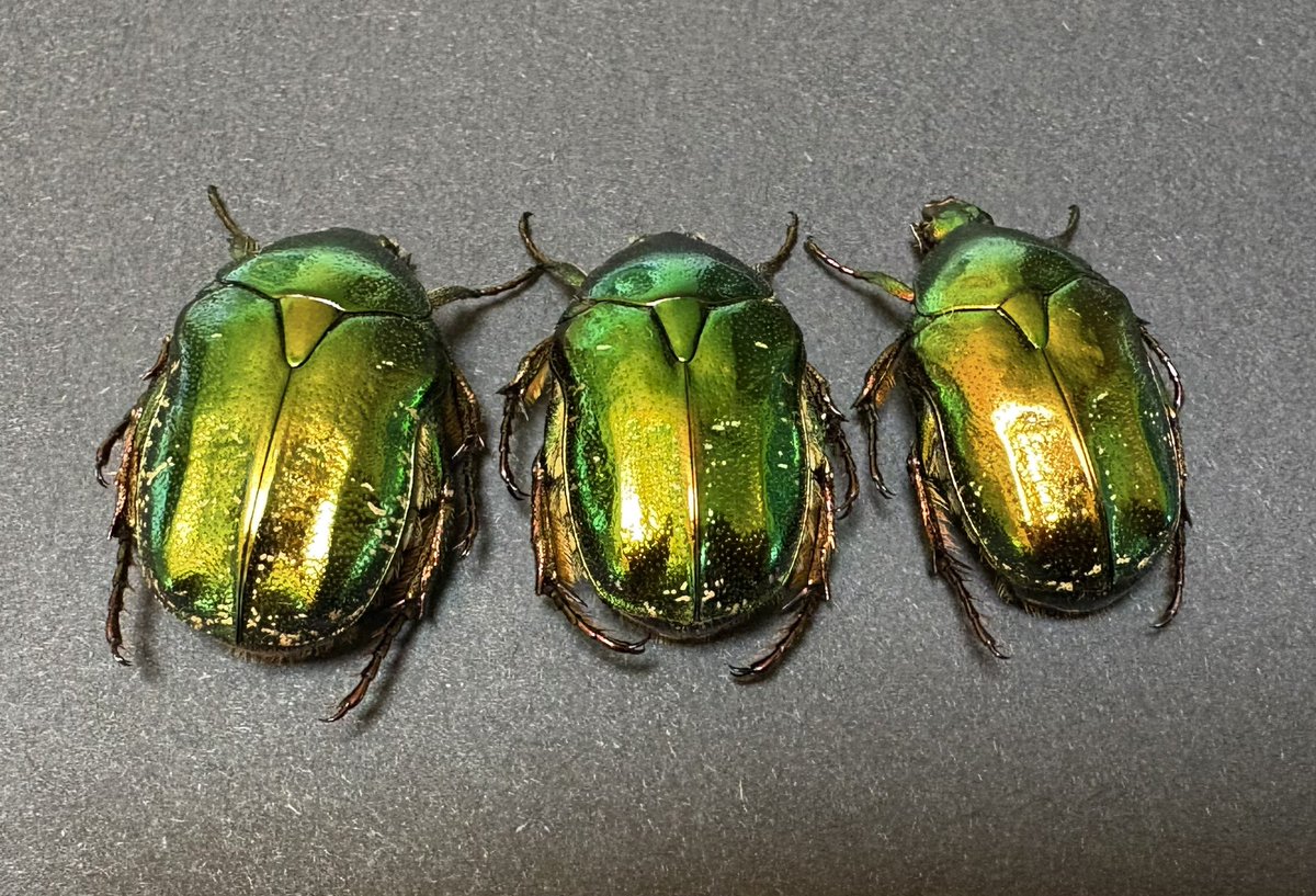 田むし Yoshimura ZX-14R 12-23 R-77 Slip-On Dual Exhaust w