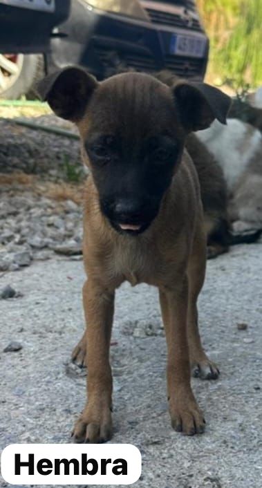 NUEVA VIDA ADOPCIONES (@nuevavidaadop) on Twitter photo #madrid
PIMPA cachorrita mestiza de 2 meses ABANDONADA junto al resto de su camada
Sociable con niños 🐶🐱
NECESITA #adopcion
De tamaño peque en edad adulta
Se entrega chipada,vacunada,desparasitada y CON compromiso de castracion
CONTACTO 📩facenuevavida@gmail.com
#cachorros #madrid
PIMPA cachorrita mestiza de 2 meses ABANDONADA junto al resto de su camada
Sociable con niños 🐶🐱
NECESITA #adopcion
De tamaño peque en edad adulta
Se entrega chipada,vacunada,desparasitada y CON compromiso de castracion
CONTACTO 📩facenuevavida@gmail.com
#cachorros