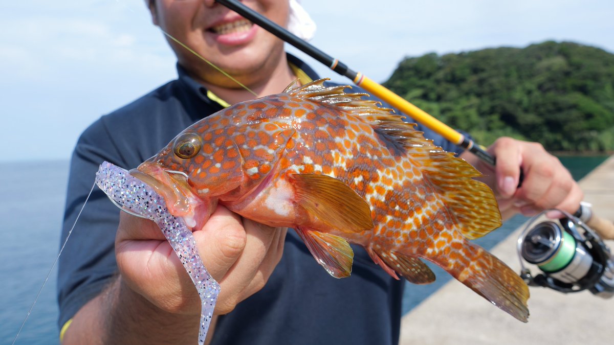 フィンチ CANARIA ORKNEY80 カナリア オークニー80 fin-ch フィンチ