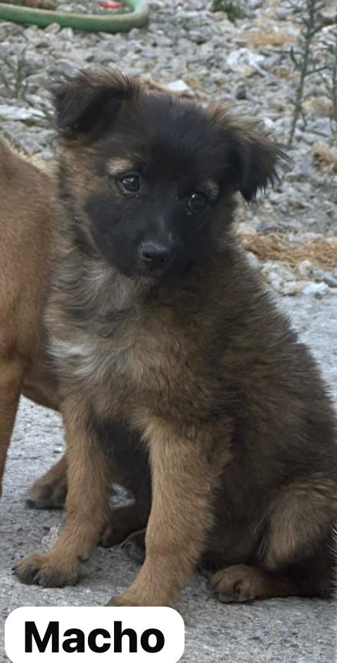 NUEVA VIDA ADOPCIONES (@nuevavidaadop) on Twitter photo #Madrid
LANDITO cachorro mestizo de 2 meses ABANDONADO junto al resto de su camada
Sociable con niños 🐶🐱
NECESITA #adopcion
De tamaño peque en edad adulta
Se entrega chipado,vacunado,desparasitado y CON compromiso de castracion
CONTACTO 📩facenuevavida@gmail.com
#cachorros #Madrid
LANDITO cachorro mestizo de 2 meses ABANDONADO junto al resto de su camada
Sociable con niños 🐶🐱
NECESITA #adopcion
De tamaño peque en edad adulta
Se entrega chipado,vacunado,desparasitado y CON compromiso de castracion
CONTACTO 📩facenuevavida@gmail.com
#cachorros