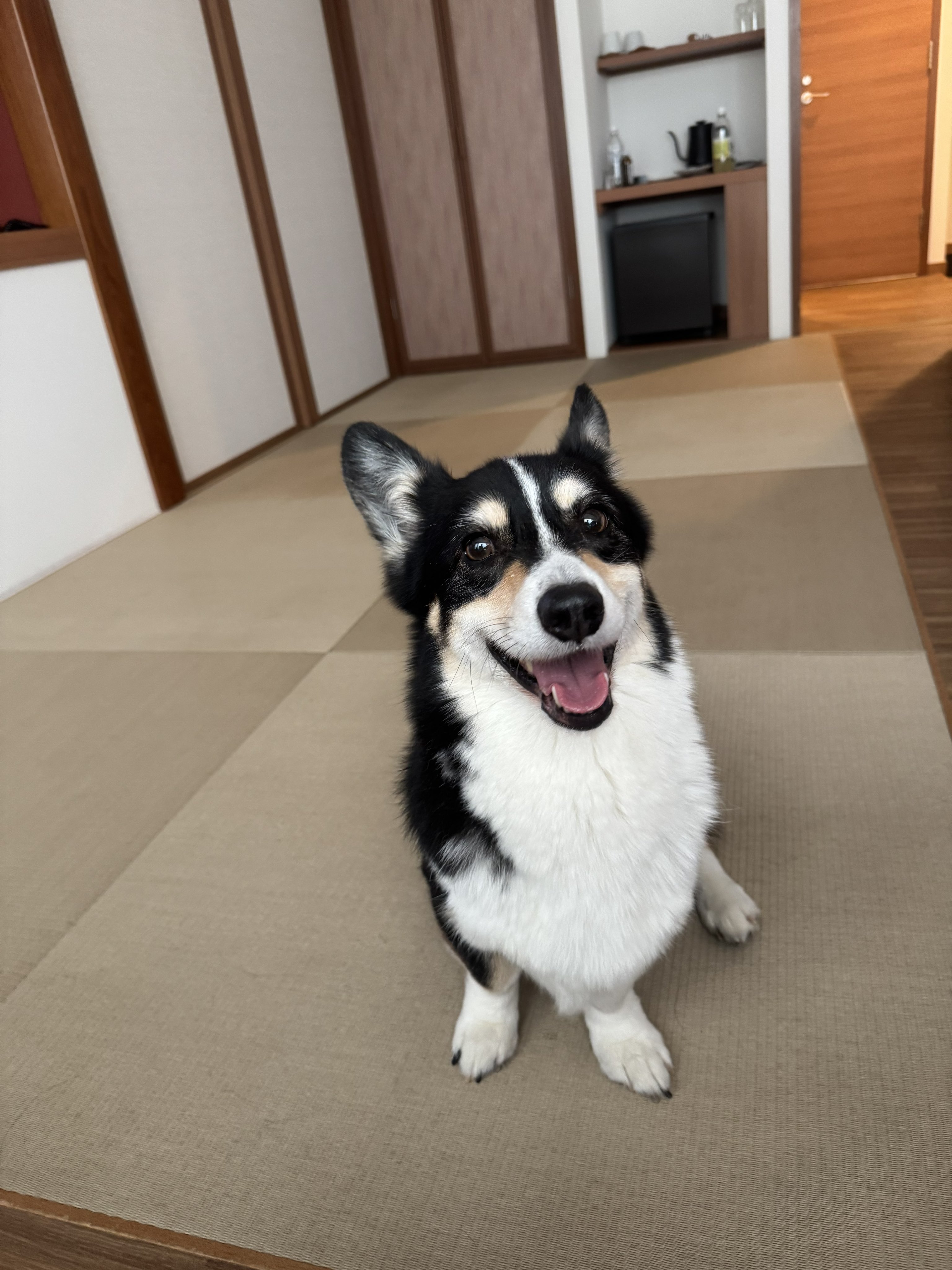 俄（aby_corgi）🐈🐕 on X: 