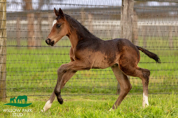 Foals are coming thick and fast at Willow Park Stud in the Hunter Valley and Lisa Richards has been kept busy with the camera, check out their latest arrivals on the Breednet Foal Gallery including this confident colt by Shinzo from SP Melba Storm breednet.com.au/foal-gallery/