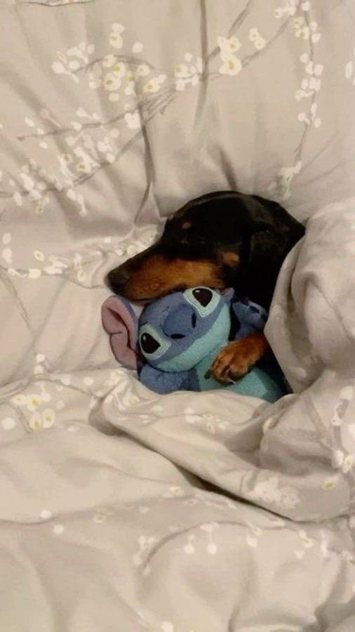 twaniimals's tweet photo. https://t.co/6ivblcw2jl