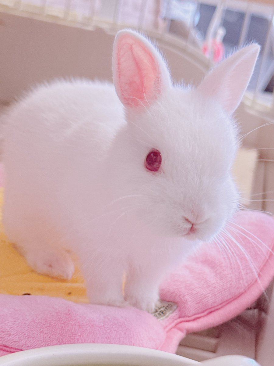 Kinakotan_bunny's tweet photo. 新しく家族が増えました🐰
「おもち」っていいます💕
よろしくお願いします🐰🫶 https://t.co/qWEBkH17ds