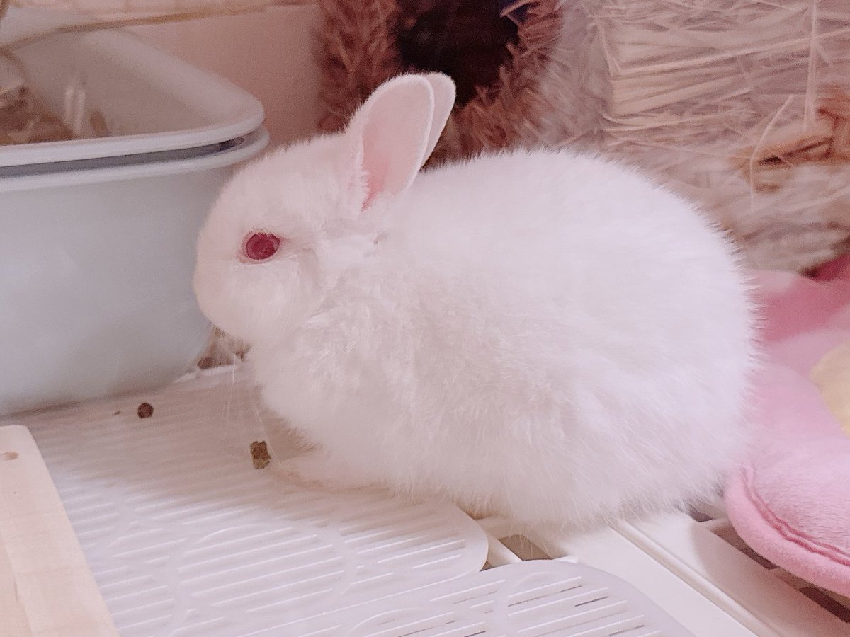 Kinakotan_bunny's tweet photo. 新しく家族が増えました🐰
「おもち」っていいます💕
よろしくお願いします🐰🫶 https://t.co/qWEBkH17ds