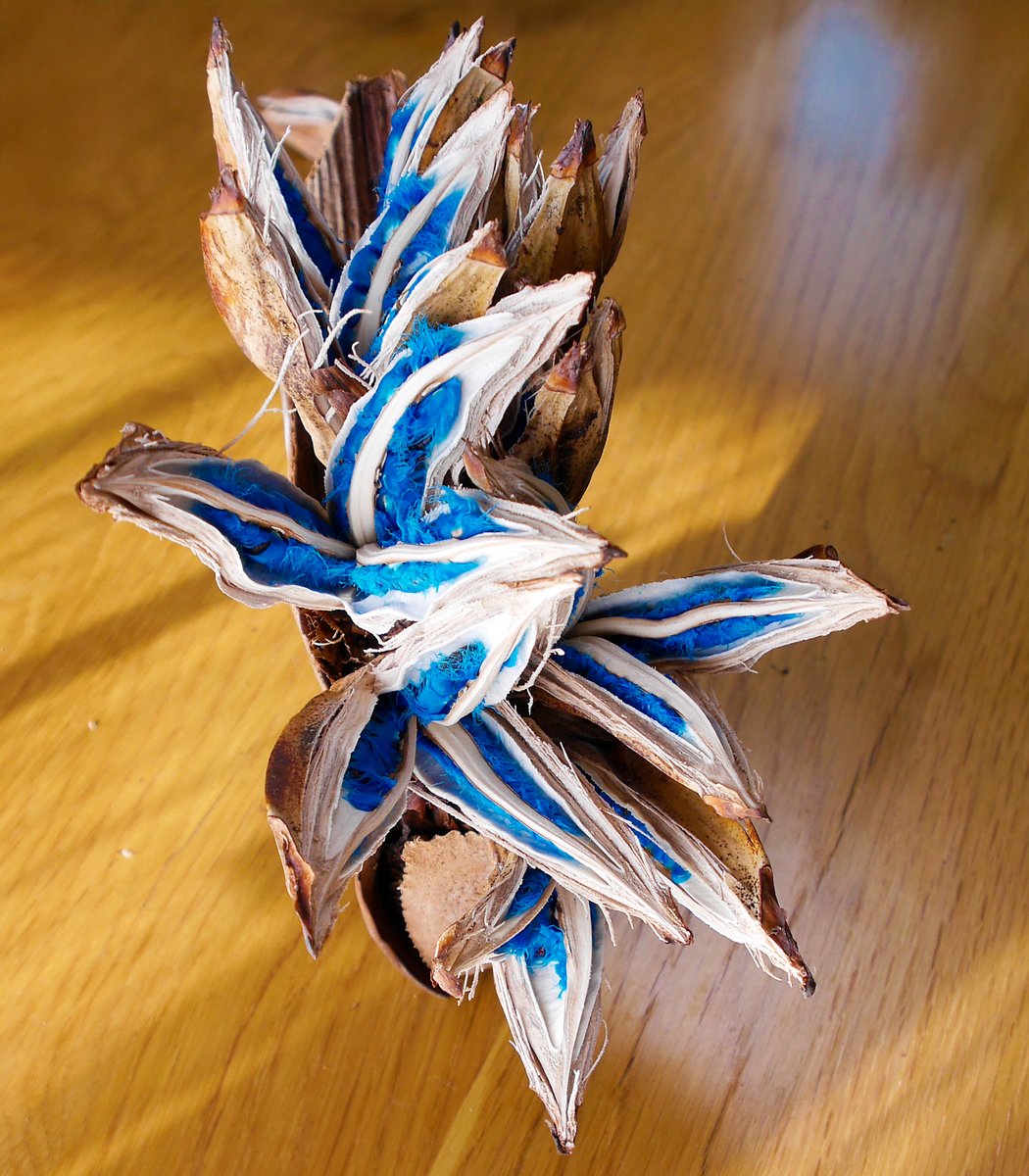 鮮やかなコバルトブルーのタネをもつタビビトノキ(旅人の木)。自然界に