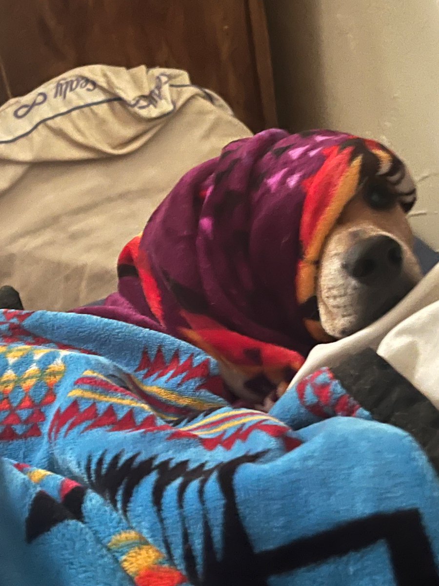 Horselover_46's tweet photo. @mikejwhelan This was Scrappy today. I’m sure he was looking to see if I was eating anything…all because he heard a rattle….❤️ https://t.co/TswgwmRDqo