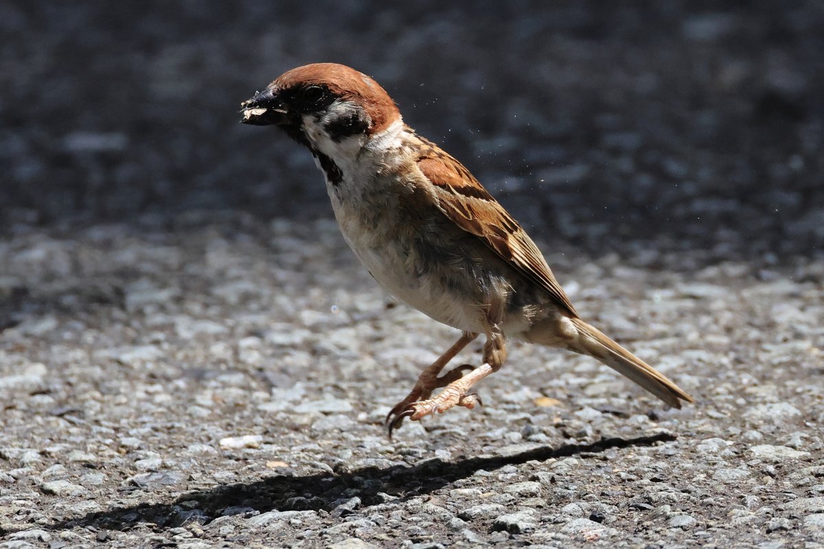 酷暑の中、蛾を捕らえた #スズメ 、
光っているのは鱗粉です。

▼野鳥写真図鑑「スズメ」
global.canon/ja/environment…