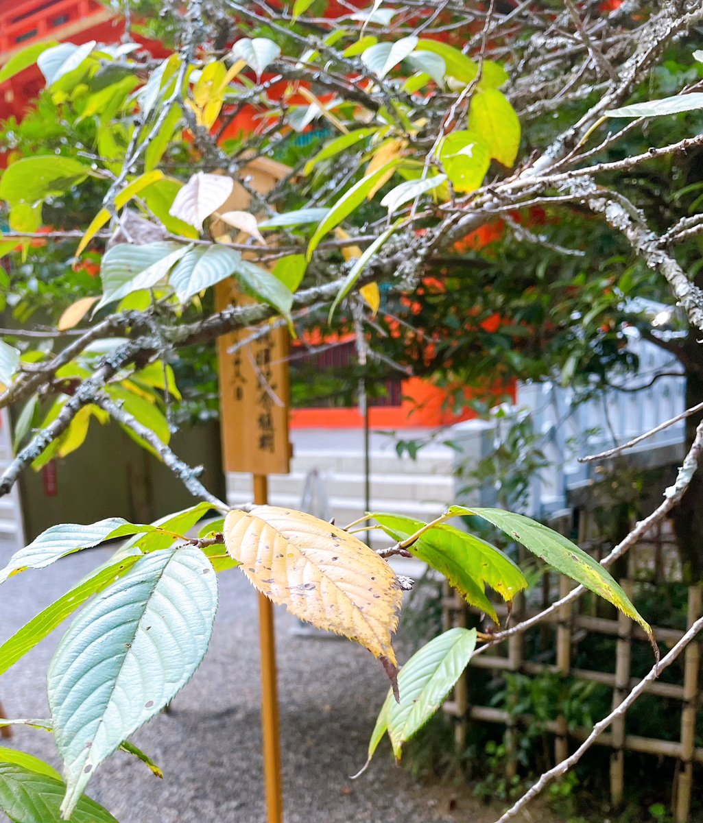 CPM02561651's tweet photo. *☼*―――――

  季節が変わるように
  「現実」も変わるよ⸝⸝꙳

   大丈夫
   大丈夫
   だいじょうぶ ━☆ﾟ｡✧｡･ﾟ.˖٭* https://t.co/nZskrHw8bz