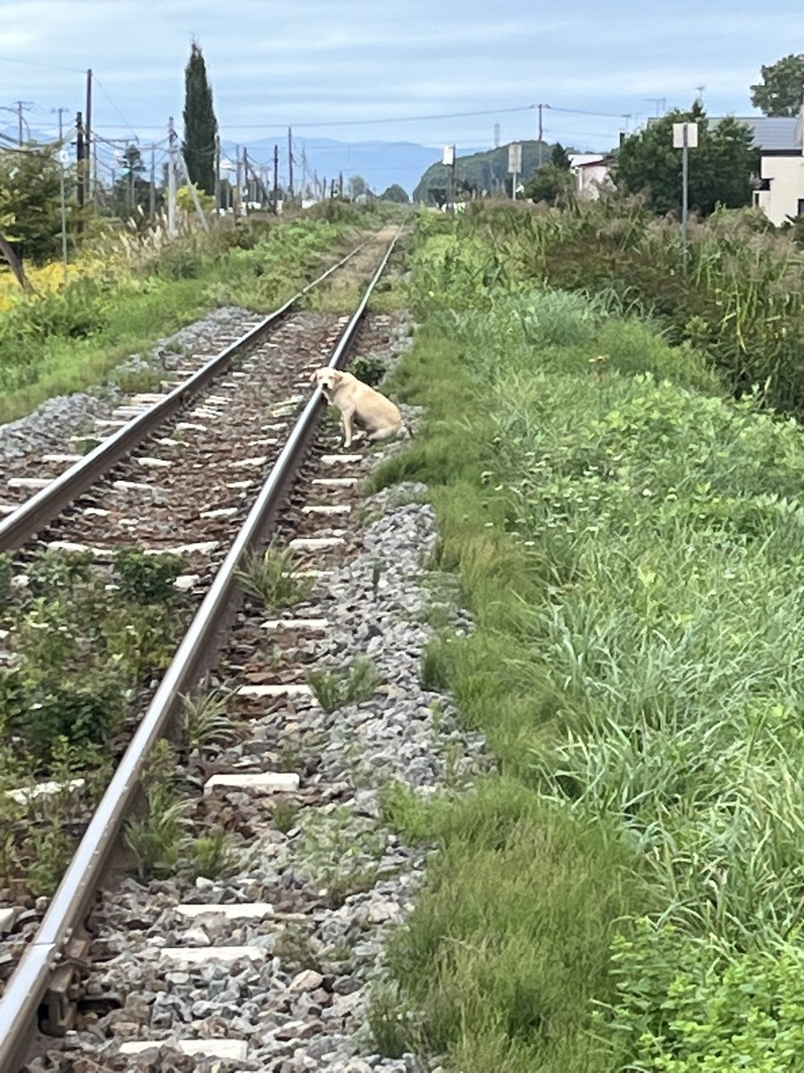 chunkpizza's tweet photo. 今朝7時半頃、迷子？の犬を見かけました。線路にいたので危ないと思い保護できたら…と思いましたが私に気づいたら住宅街へ向かって行きました💦西神楽北1条2丁目です。
#旭川
#旭川迷子犬
#西神楽 https://t.co/Lx35rC2J3A