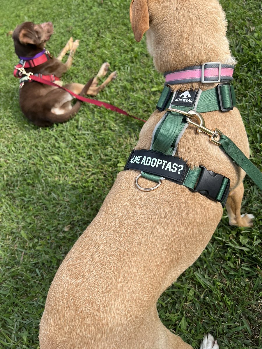 Cero adopciones hoy, pero al menos algunos interesados que esperemos llenen fichita 🙏🏽Gracias <a href="/FundacionRayit0/">Fundación Rayito CUENTA OFICIAL</a> por la donación de alimento 💜 para nuestros rescatados 🫶🏼 a la tiendita azul por el regalito de parchesito de me adoptas? 🤭