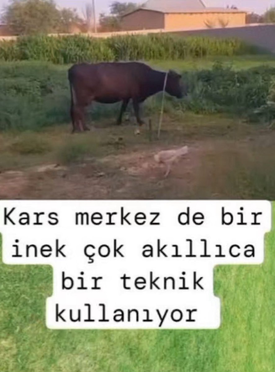 hem ismailci hem de anti-isoş tweetleri atarken biz