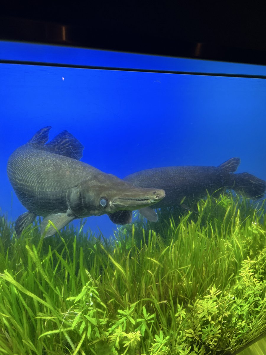 mizukaemaster's tweet photo. 鳥羽水族館に行ったぞ
 #ケロ水訪問備忘タグ https://t.co/iyhAHqJK8B