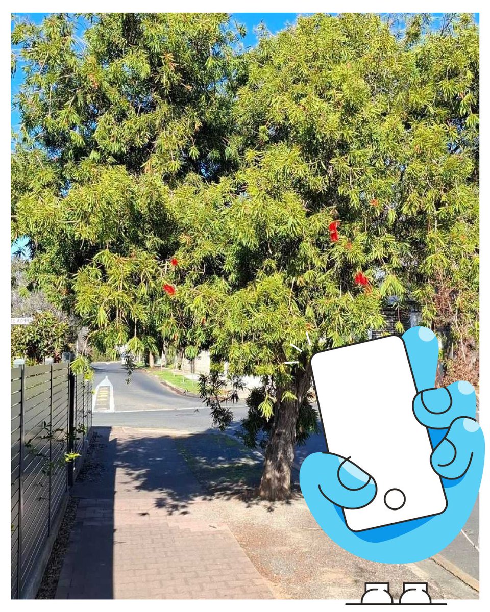 SnapSendSolve's tweet image. Spring has officially sprung, and so has the shrubbery. 🌿

As things start to grow (and grow... and grow), keep an eye out for overgrown vegetation creeping across footpaths, tracks and public spaces.

#SnapSendSolve #SpringSnaps #OvergrownAlert