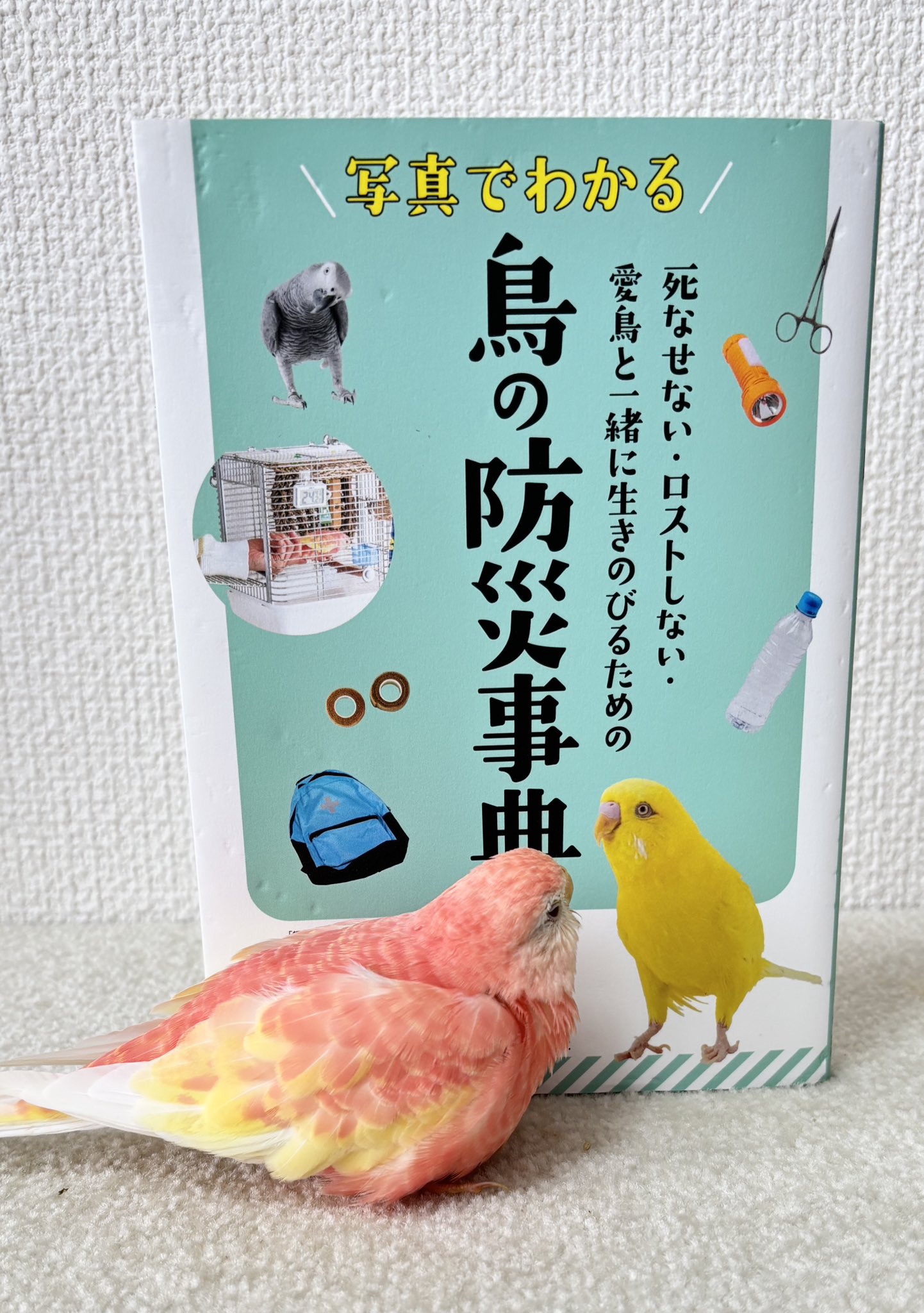 キイロイインコ セキセイインコ 01S-M01 – JEKCA-SHOP