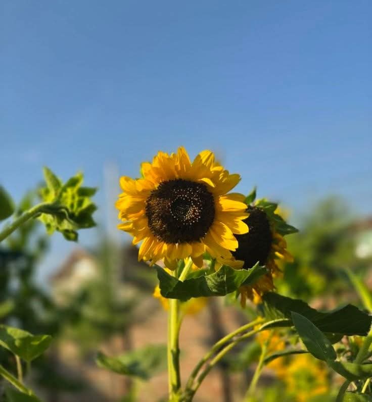sunflower.🌻🤍 tweet media