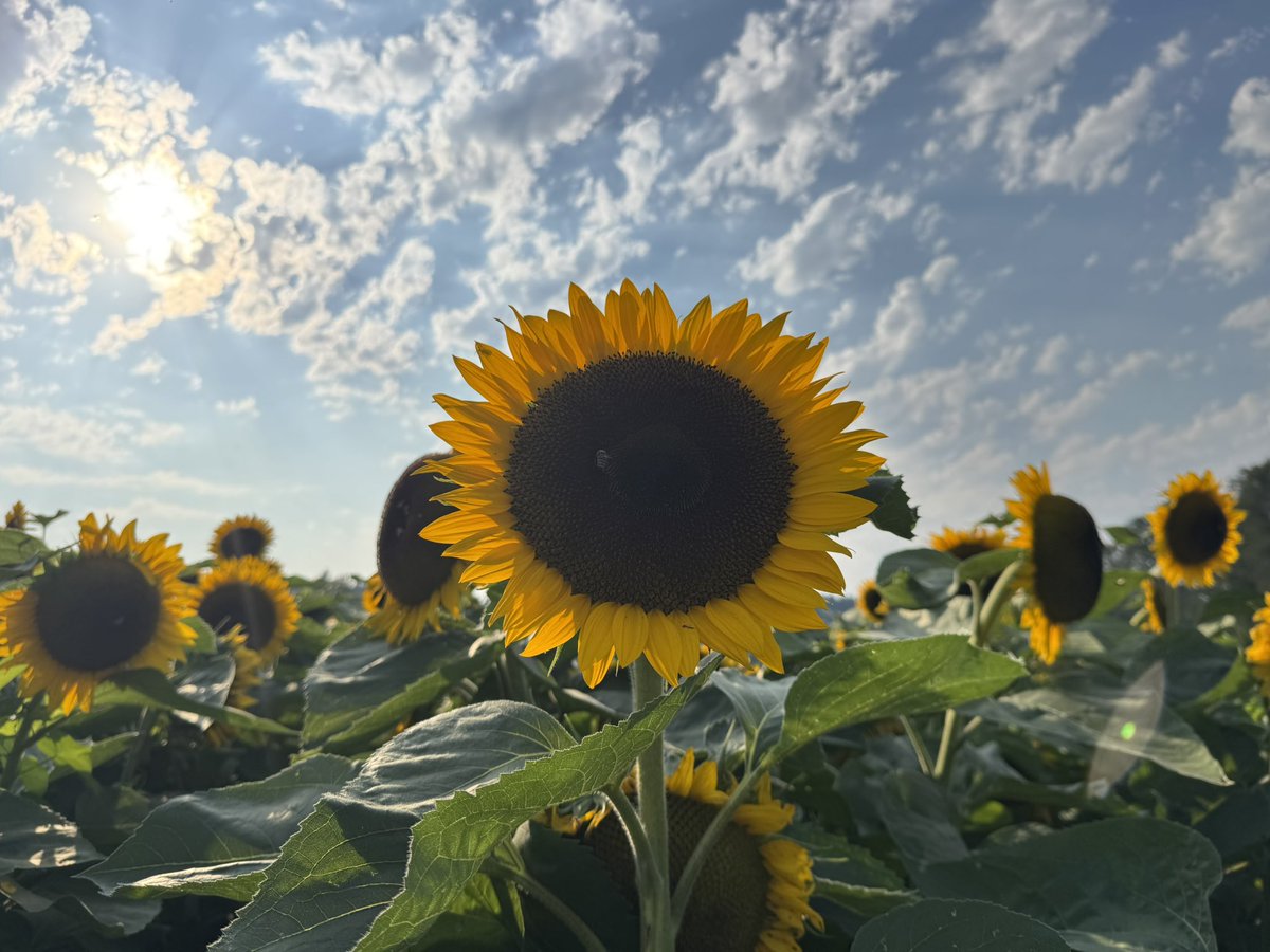 This is Kansas Jayhawk finding joy in Washington today. #RCJH