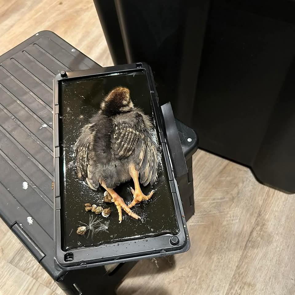 Hello, I got sick today, so I ask for patience from those who asked me for commissions. I hope to feel better tomorrow. 🤒🤕