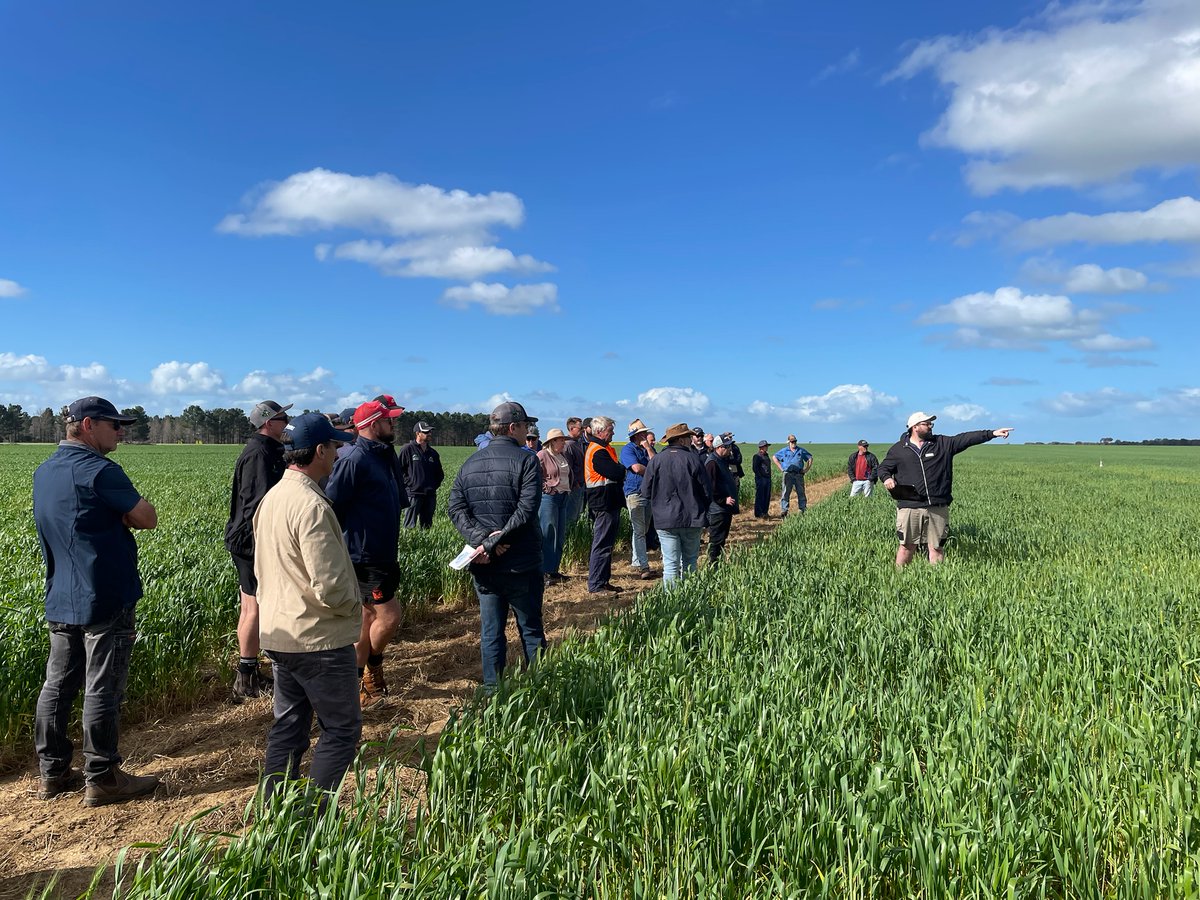 Thanks to everyone who joined us at the WMG &amp; Summit Fertilizers Crop Walk recently!

We had a fantastic turnout with 39 farmers and industry reps (even Daisy the sausage dog made an appearance) braving the mixed weather.

The afternoon was a great chance to:
🌾 Walk through the