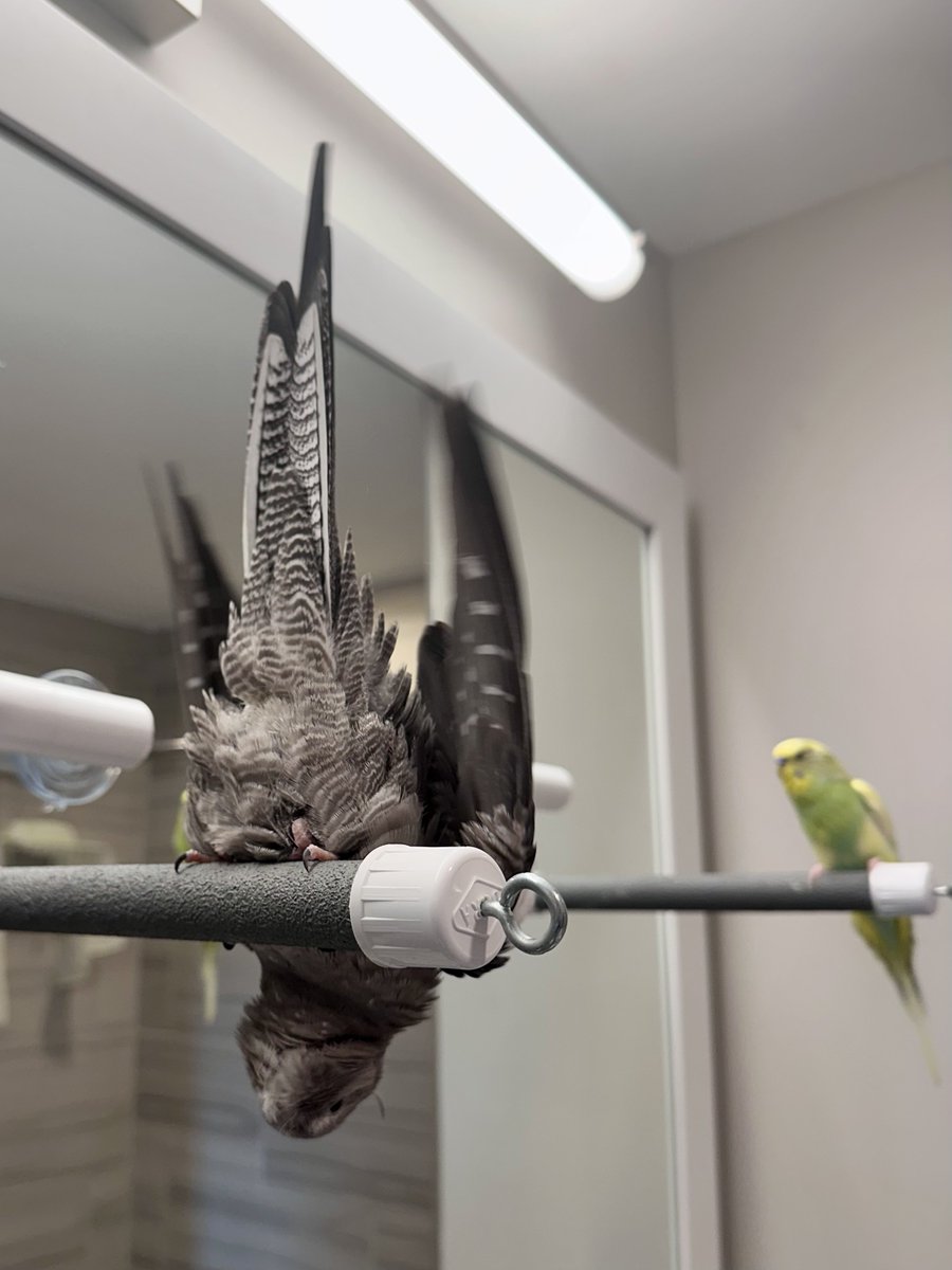 philberto_2's tweet photo. Graybird acrobatics https://t.co/vFXAGdIzL1