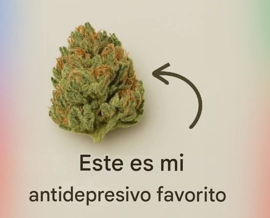 Charly Grown (@charlygrown) on Twitter photo 