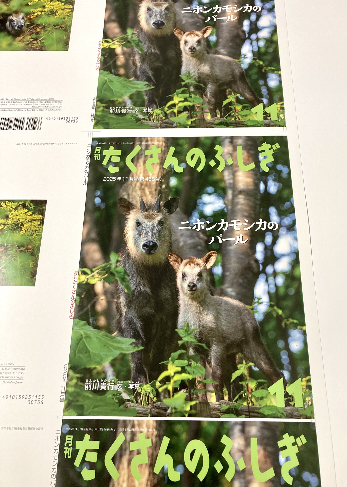 たくさんのふしぎ　１3冊セット→分売中 1227952661.jpg?1625013227